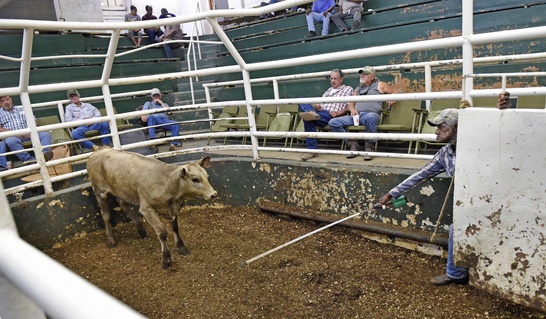 BR.wildstockyard0177.adv bf.jpg